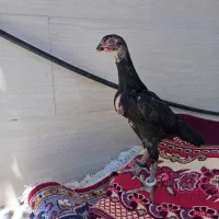 اوشامو وارداتی