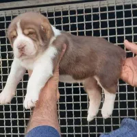 سگ الابای روسی