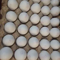 پخش تخم مرغ به صورت عمده وجزیی