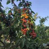 فروش زمین باغ شهر مجموعه صبا جاده سعدی داریون