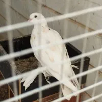 کبوتر پاپر