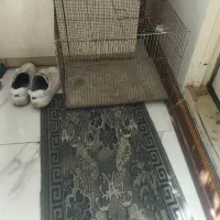 قفس پرنده