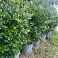 کاج زیر قیمت فروش عمده