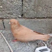 سلام نر زرد درجایی مکان رودان