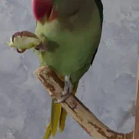 شاه طوطی