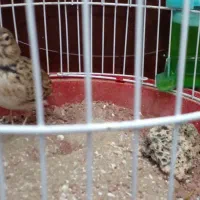 سهره|پرنده|رشت, کوی فکوری|دیوار