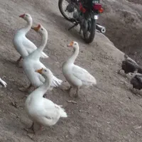 قوغاز وغاز