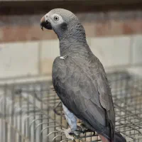 کاسکو دم شرابی