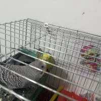 مرغ عشق جفت