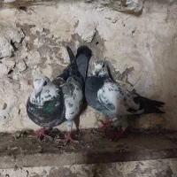 کبوتر|پرنده|مود, |دیوار