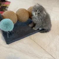 توله گربه اسکاتیش فولد لانگ هیر