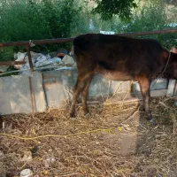 فروش گوساله دورگ محلی ماده