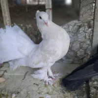 کبوتر‌چتری