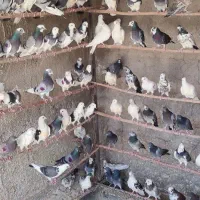 کفترپرشی