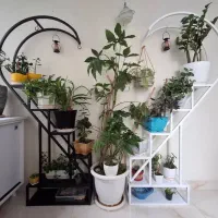 استند قلبی باکس دار