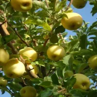 کارگر زمین هستم جمع کردن محصولات شما .