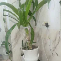 گل ذرتی
