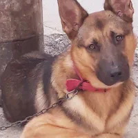 جهت جفت گیری ژرمن نر ۴ ساله