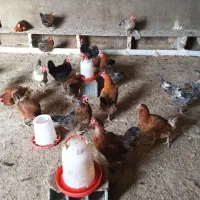 مرغ تخمگذار 860