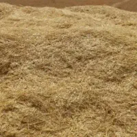کاه گندم جلگه ماژان