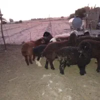 بر نر قوچی هترو قزل افشاری