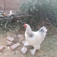 2 خروس 4 مرغ برهما اصیل خواص کمیاب غول پیکر