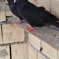 کفتر