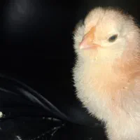 جوجه