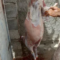 ذبح گوسفند  روز عید