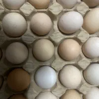 تخم مرغ محلی
