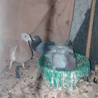 کفتر|پرنده|سراوان, |دیوار