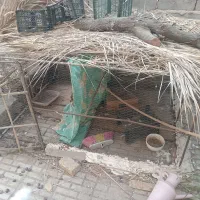 قفس مرغ و کبوتر