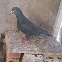 کلاغ