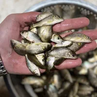 ماهی سه تا شش بندی