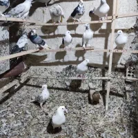 کفترگلچین
