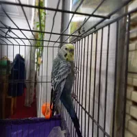 مرغ عشق به همراه قفس و تمام وسایل