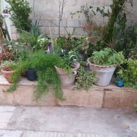 گل سالم|گل و گیاه طبیعی|سبزوار, سجاد|دیوار