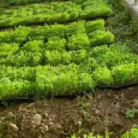 نشاء گوجه فرنگی وفلفل