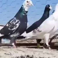 دسته کبوتر