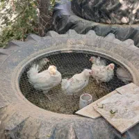 مرغ گلین کرچشو