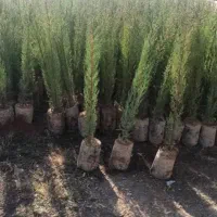 فروش  انواع سرو وکاج