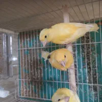 فروش فوری ۳ عدد قناری سه ماهه زرد  رسمی ذات دار