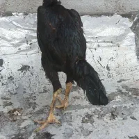 مرغ وخروس لاری