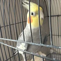 عروس هلندی نر /شاه تخم /سخنگو کاملا سالم باقفس