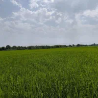شالیزار-سنتی-سنددار-7000متر-خشکبیجار-آناملک-کد531