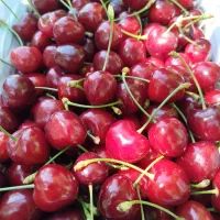 خرید انواع میوه سر درخت به طور کلی و اجاره