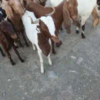 بزدورگ پاکستانی