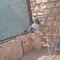 کفتر پرشی