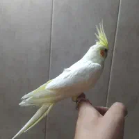 عروس هلندی