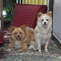 سگ پاکوتا اشتپیز روباهی